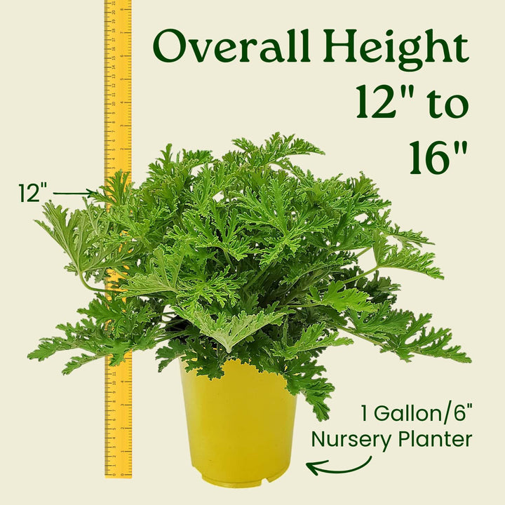 Citronella Mosquito Plant