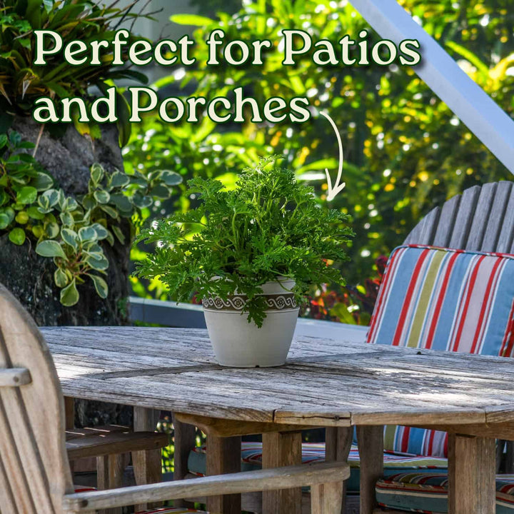 Citronella Mosquito Plant