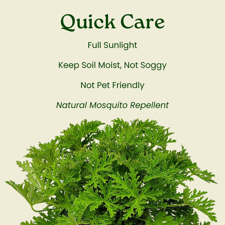 Citronella Mosquito Plant