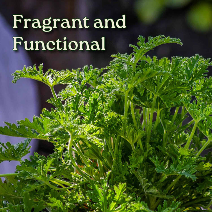 Citronella Mosquito Plant