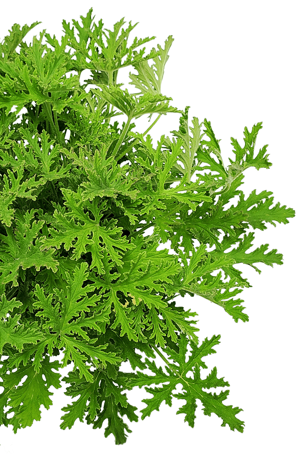 citronella plant indoor Citronella Mosquito Plant for Sale