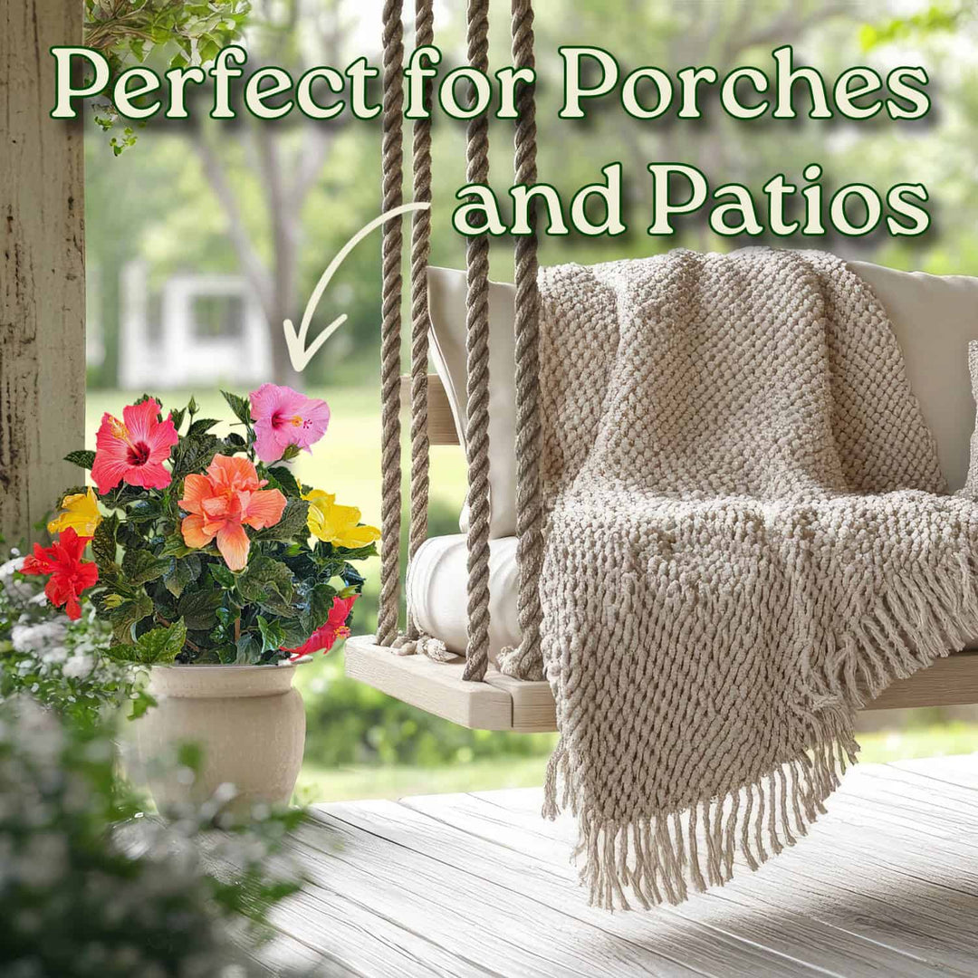 Multicolor Hibiscus Bush