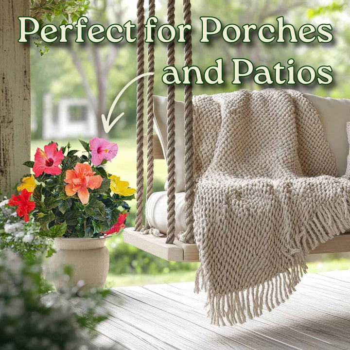 Multicolor Hibiscus Bush