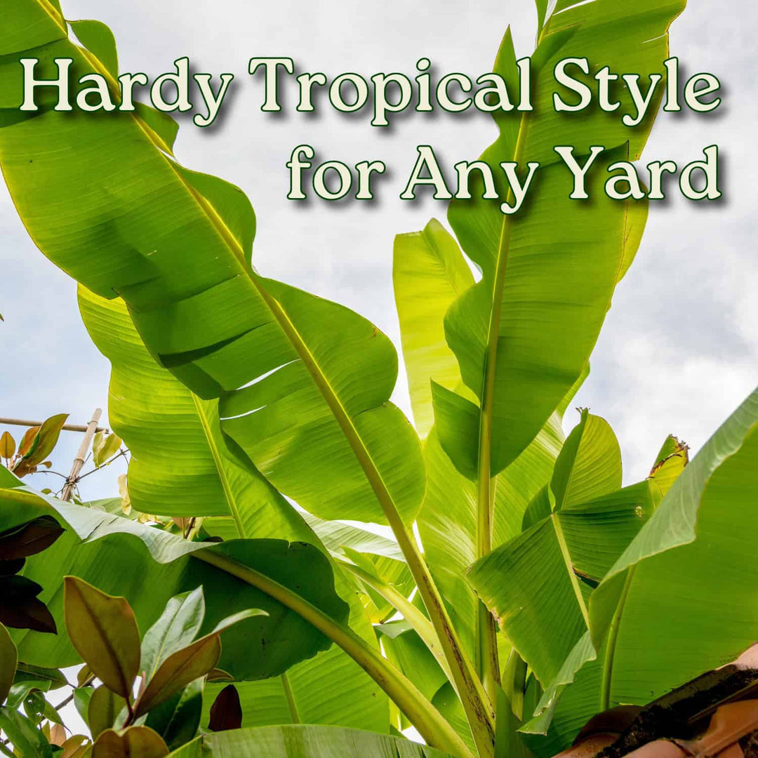 Musa Basjoo Banana Tree