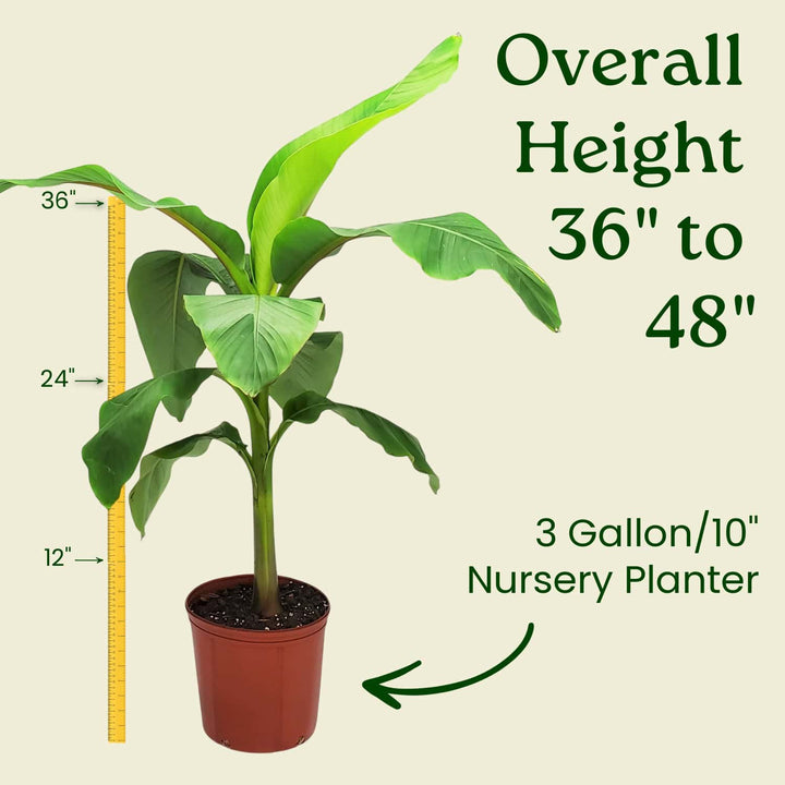 Musa Basjoo Banana Tree