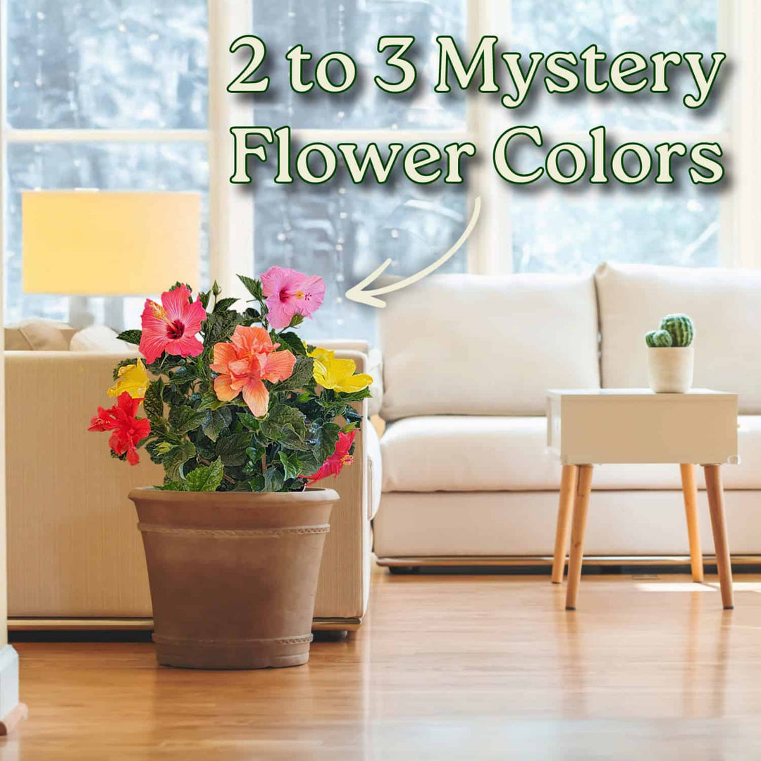 Multicolor Hibiscus Bush