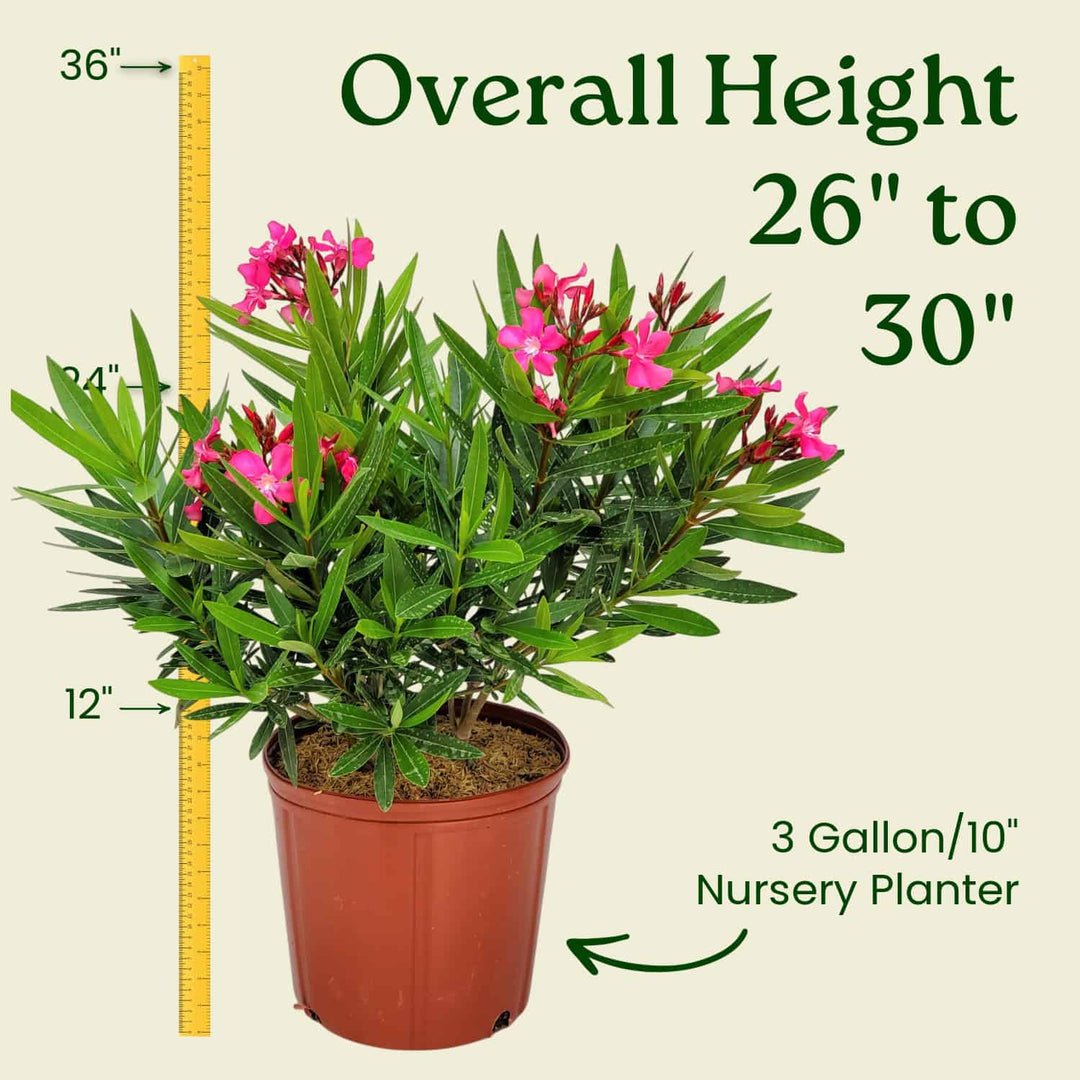 Calypso Pink Oleander
