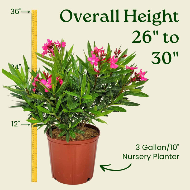 Calypso Pink Oleander