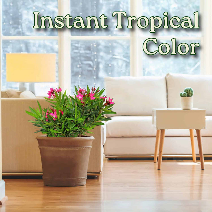 Calypso Pink Oleander