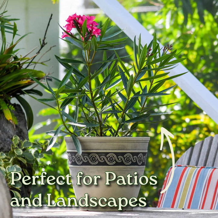 Calypso Pink Oleander