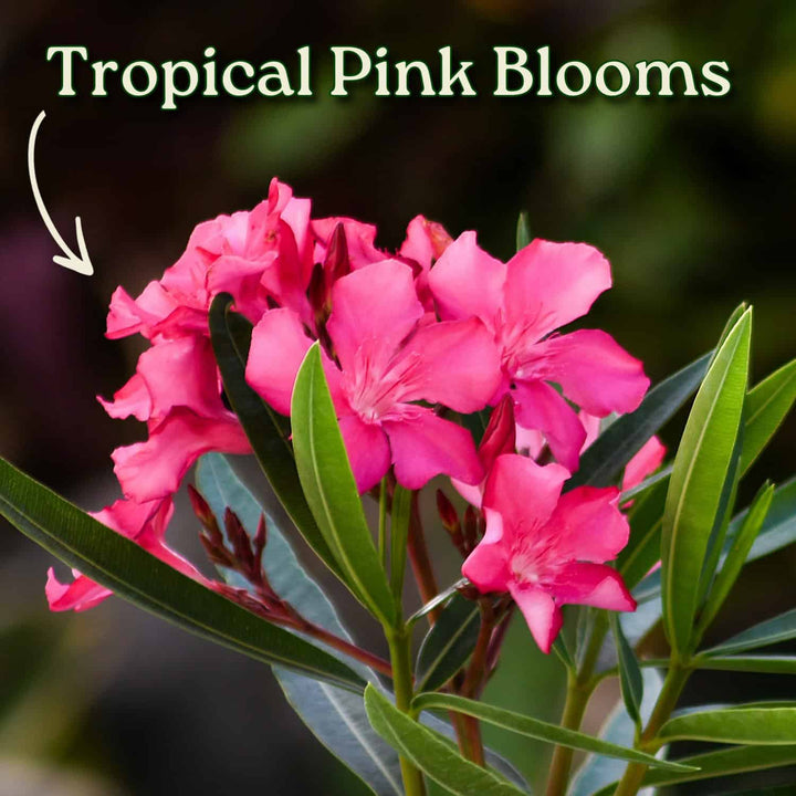 Calypso Pink Oleander