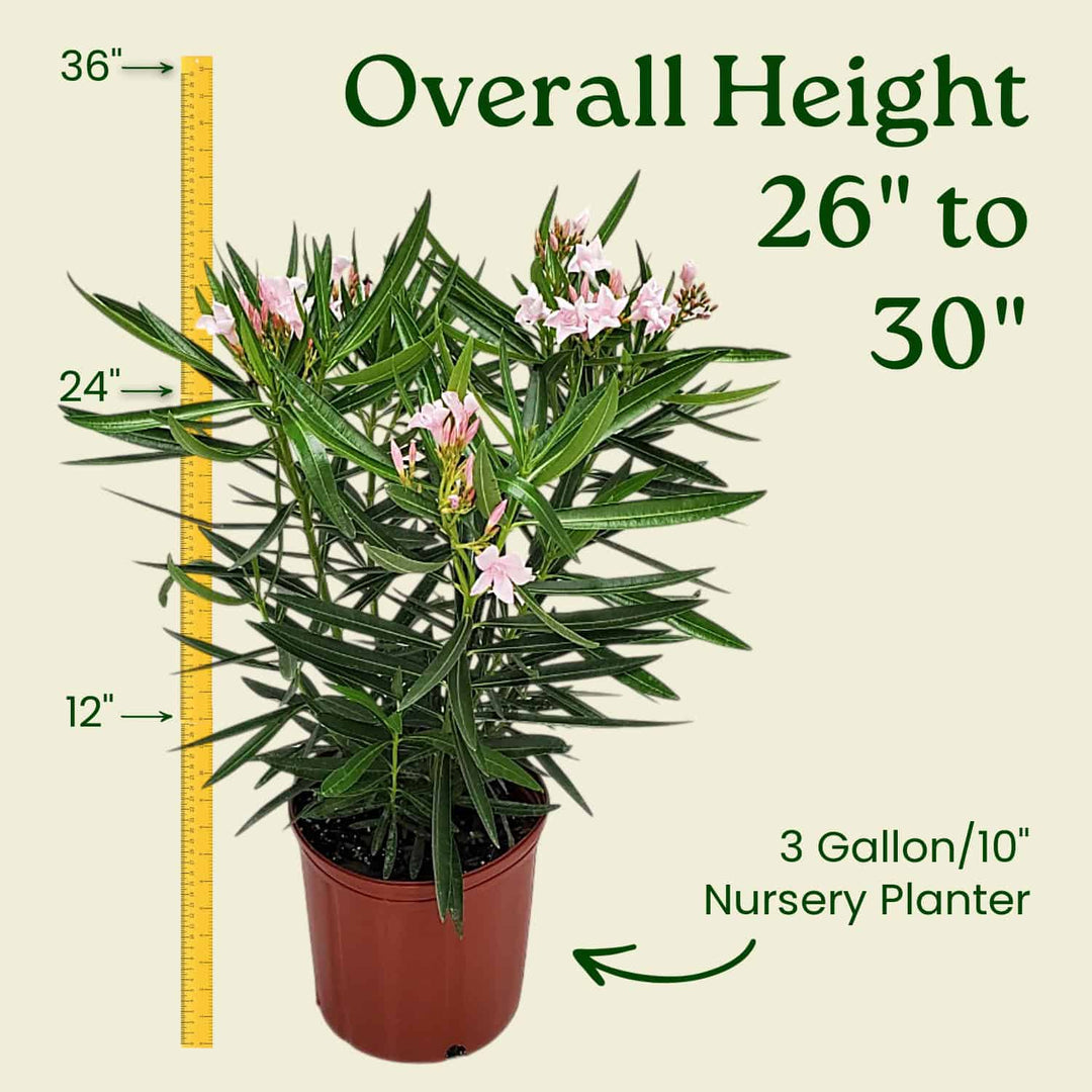 oleander indoor plant Petite Pink Oleander