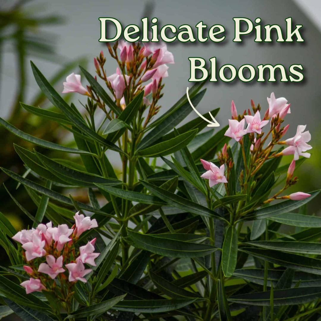 oleander plant care indoors Petite Pink Oleander