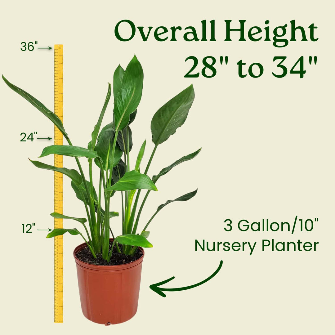 pot size for bird of paradise plant Orange Bird of Paradise Plant – Exotic Orange Blooms – Tropical Plants of Florida