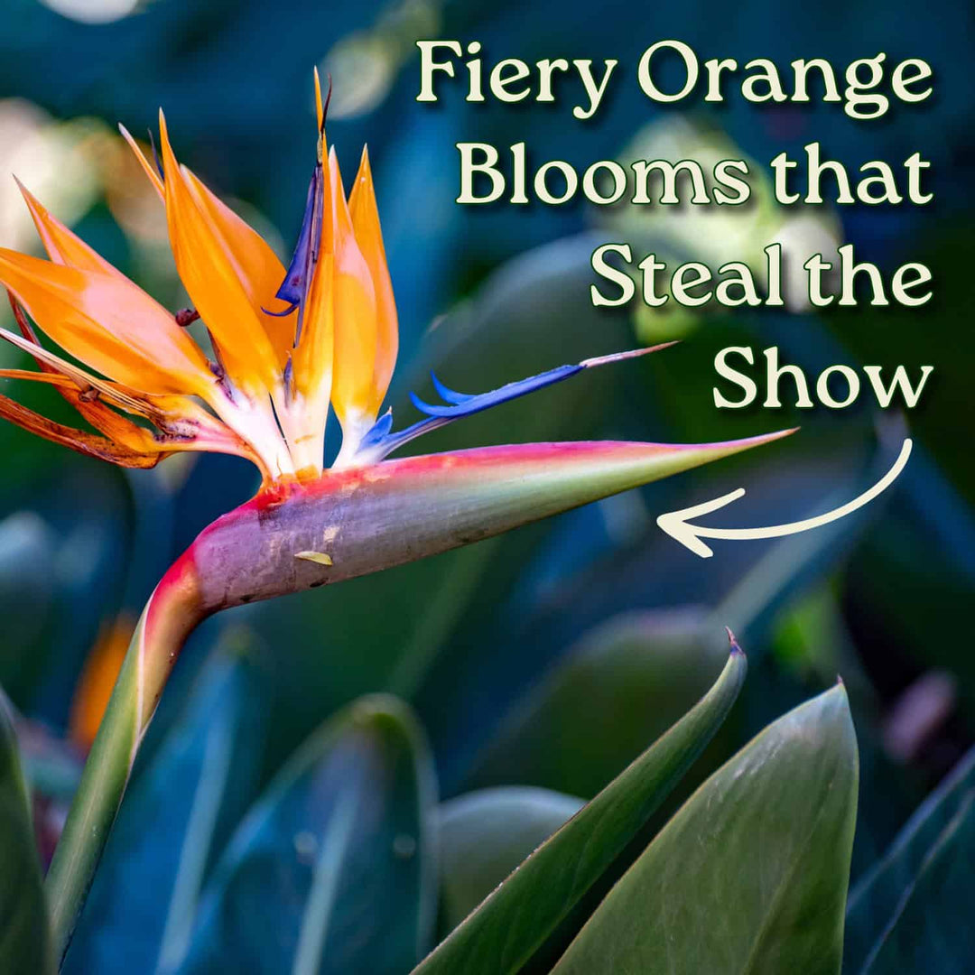 Orange Bird of Paradise