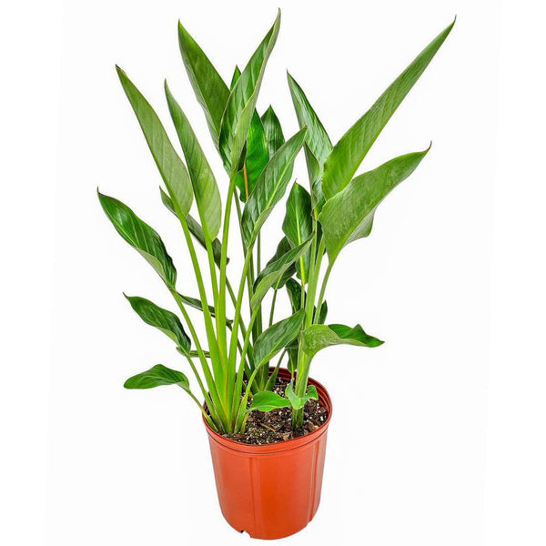 Orange Bird of Paradise