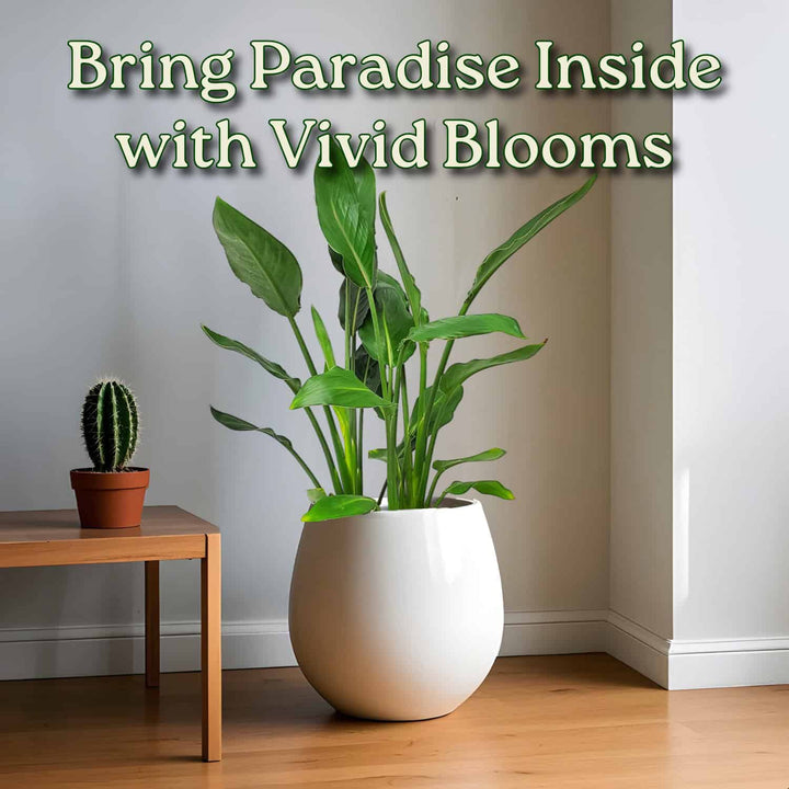 Orange Bird of Paradise