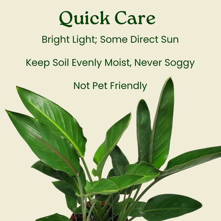 Orange Bird of Paradise