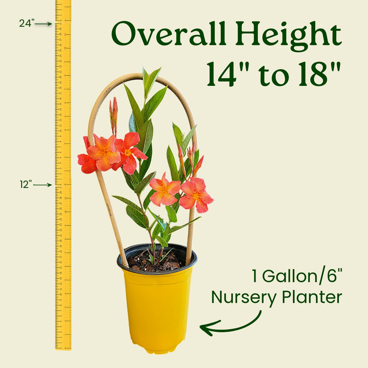 Potted plant with a measurement of its height and container size on a beige background  #size_1-gallon
