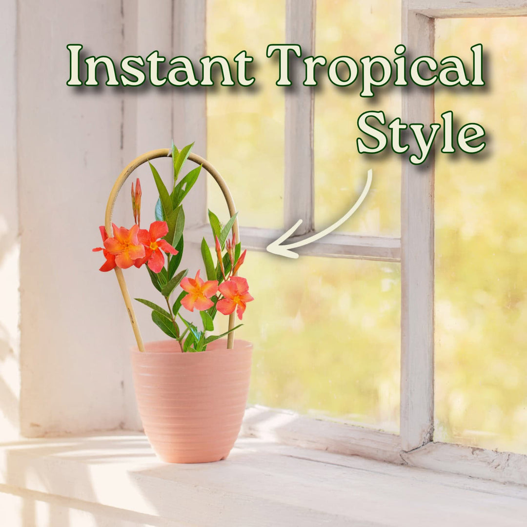 Potted plant with tropical flowers on a windowsill with text 'Instant Tropical Style'.  #size_1-gallon