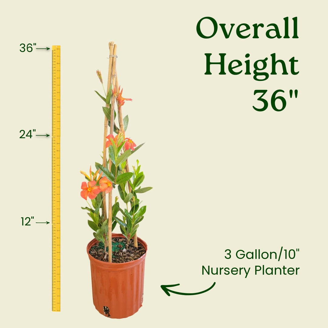 Potted plant with measurement details on a beige background #size_3-gallon