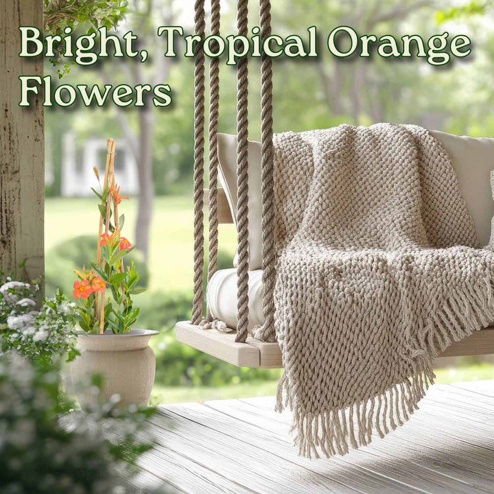Suspended chair with a blanket on a wooden deck, surrounded by plants and bright orange flowers. #size_3-gallon