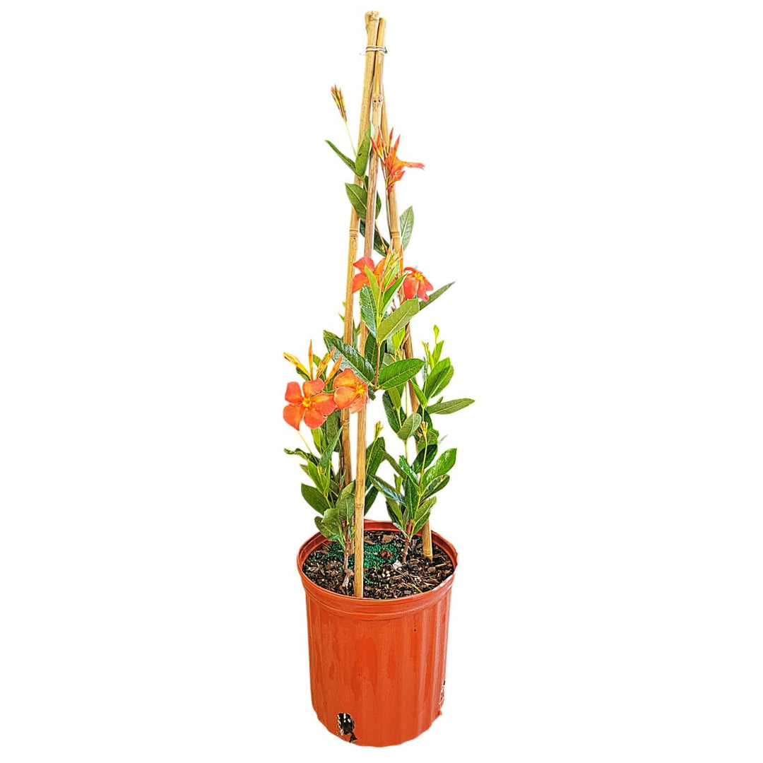 orange fired up mandevilla trellis for sale #size_3-gallon