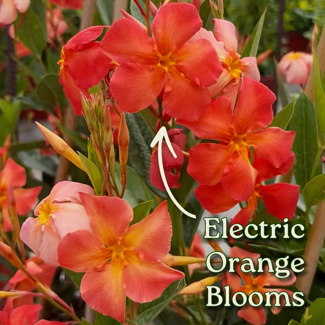Close-up of electric orange flowers with green leaves #size_1-gallon