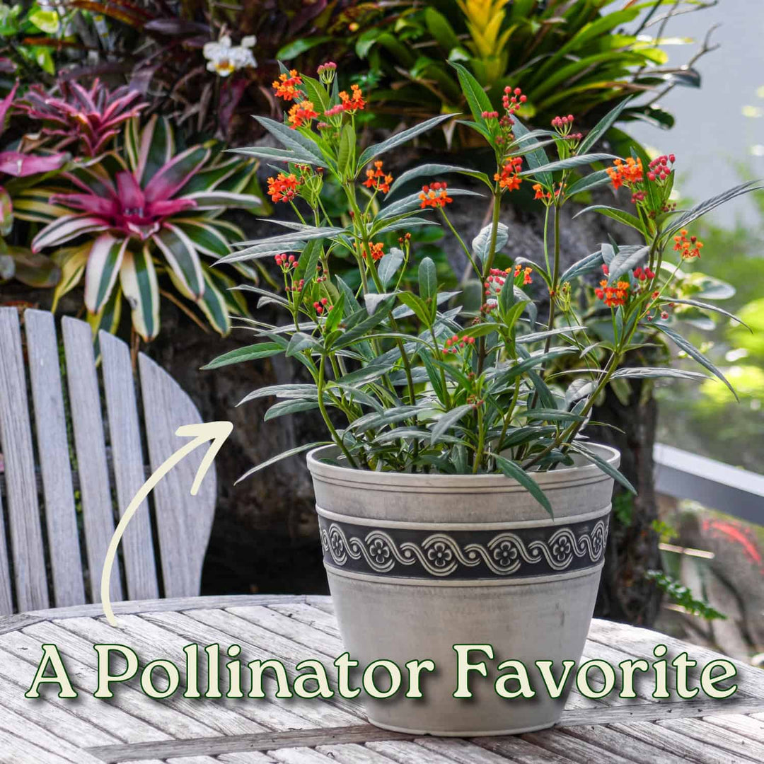 can you plant milkweed in a pot Orange Milkweed