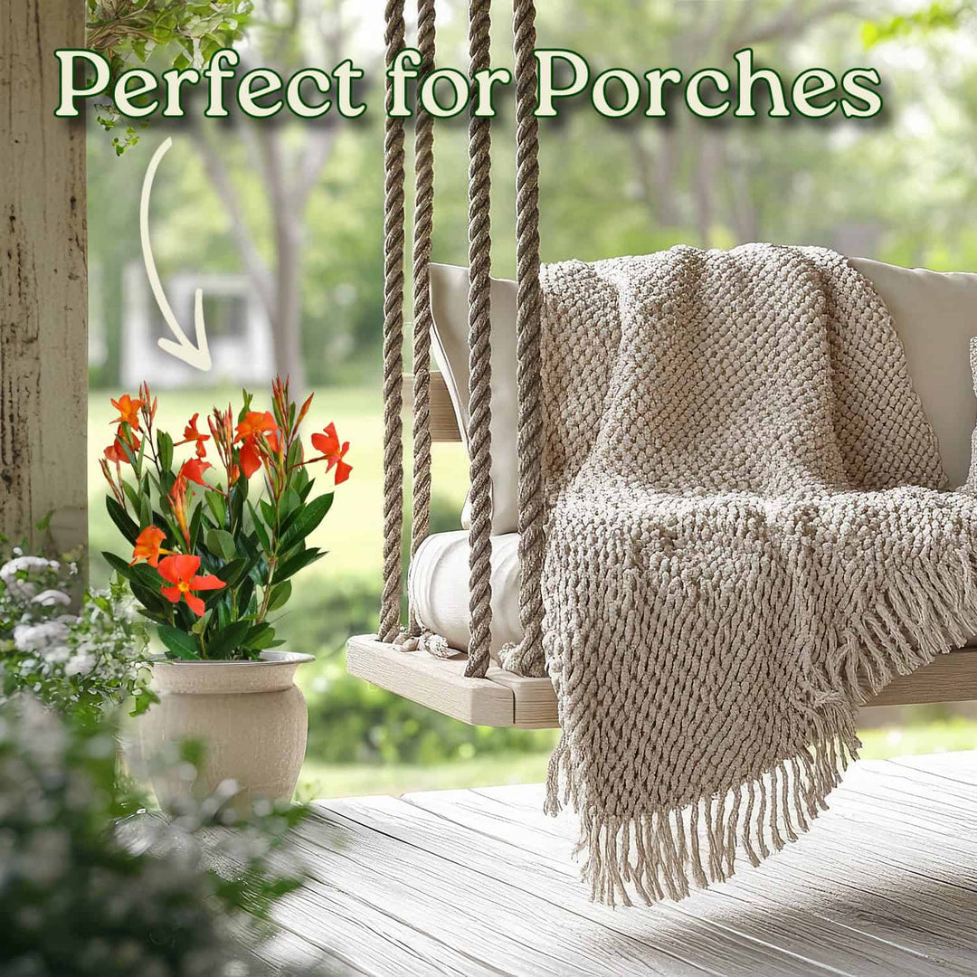 orange fired up dipladenia flower bush on a porch #size_3-gallon