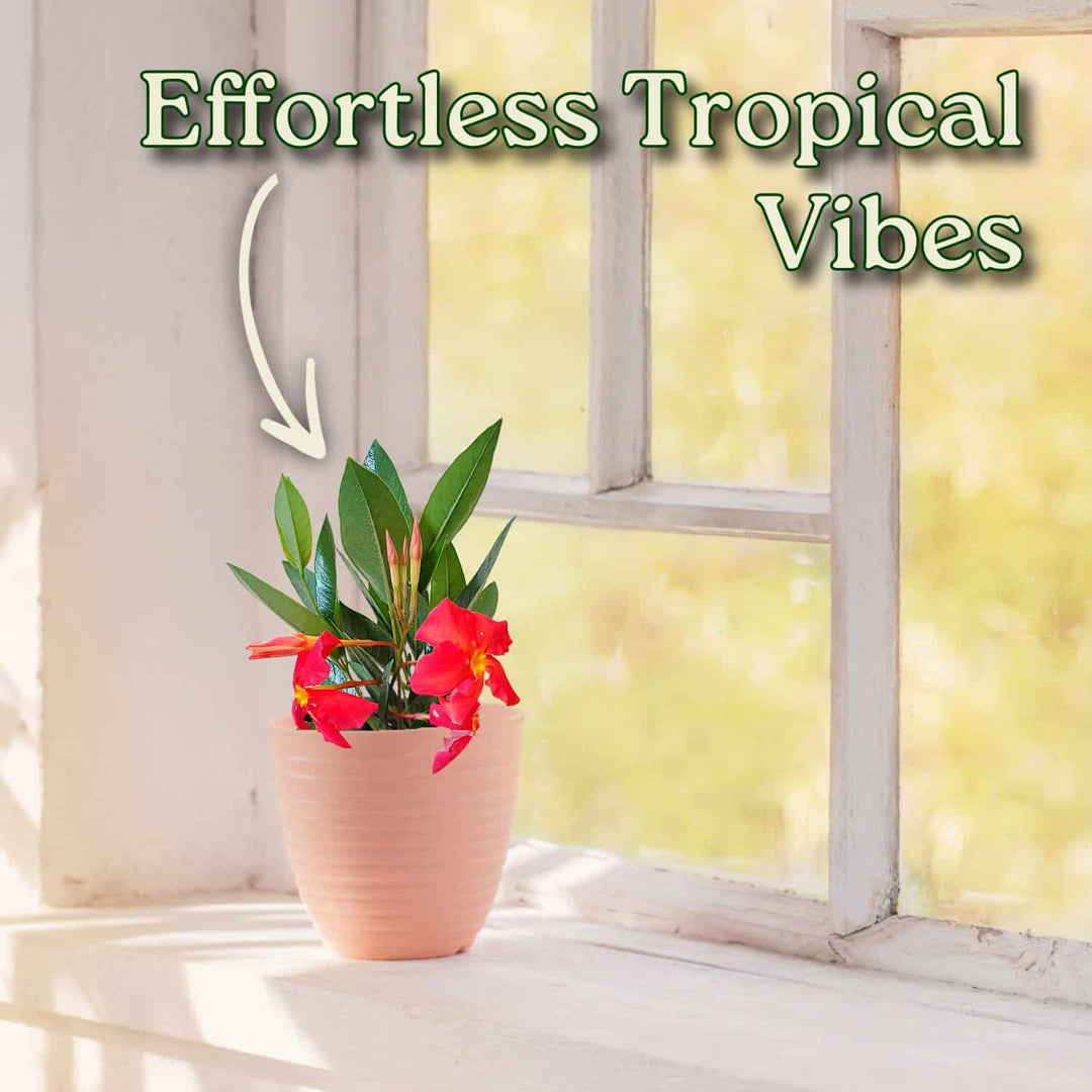 Potted plant with red flowers on a windowsill, text 'Effortless Tropical Vibes' above. #size_1-gallon