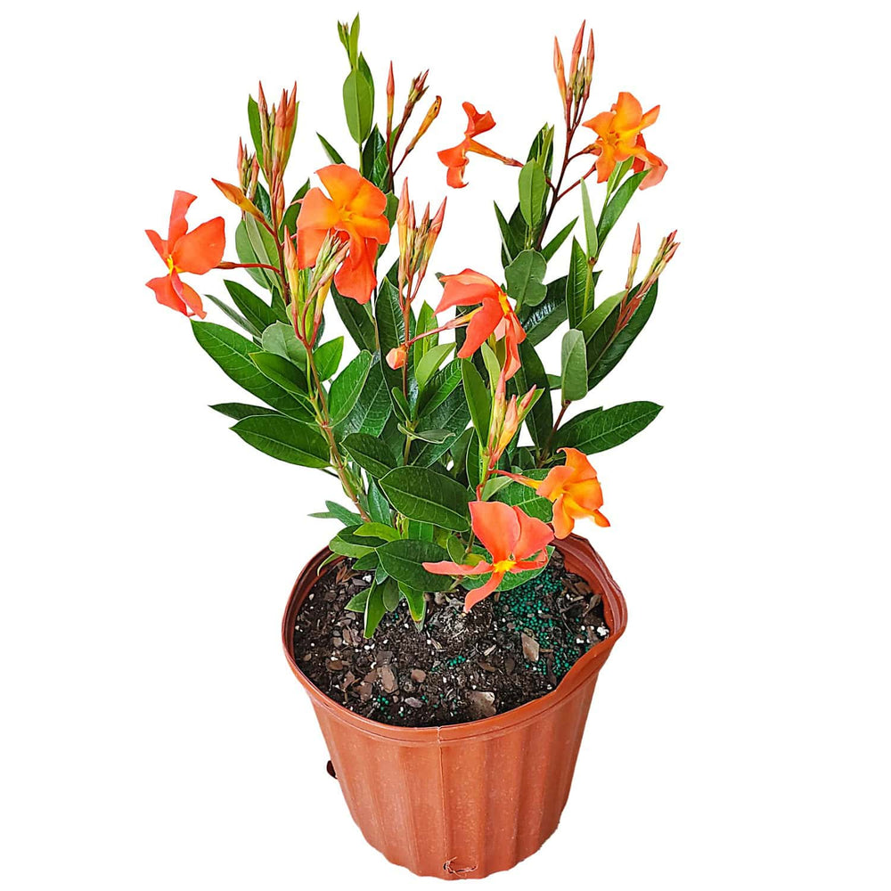 orange fired up dipladenia bush for sale #size_3-gallon