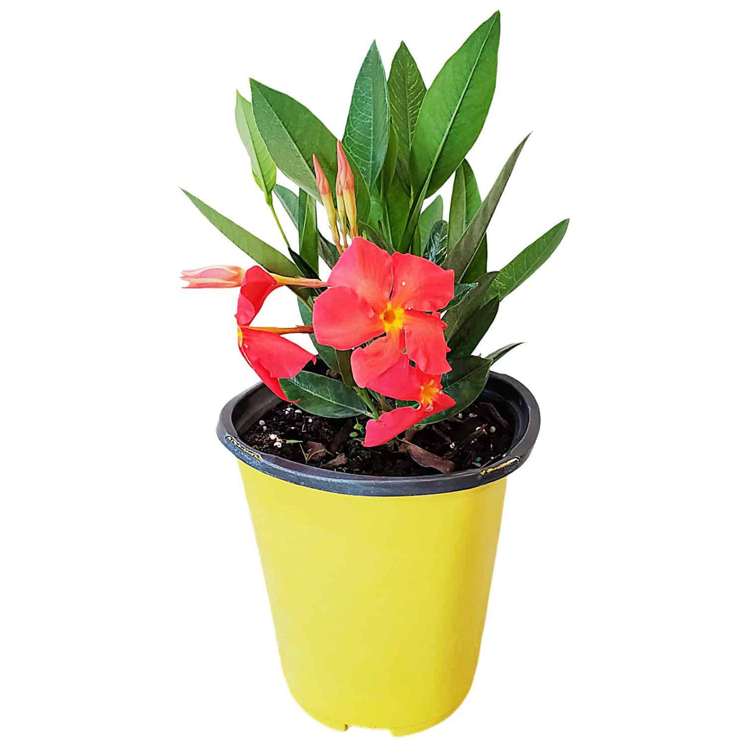 orange fired up dipladenia for sale #size_1-gallon
