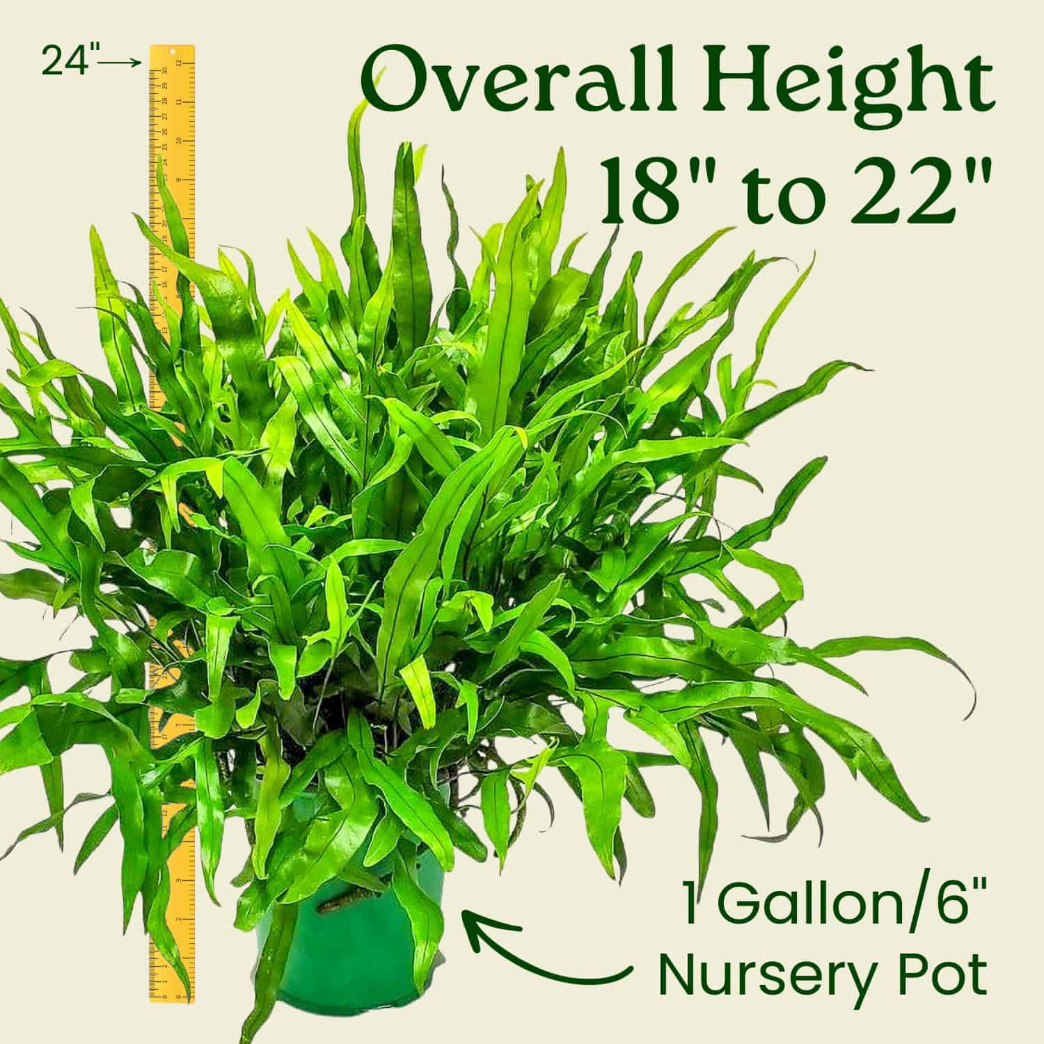 Tropical Plants of Florida Kangaroo Paw Fern - Thumbnail 3