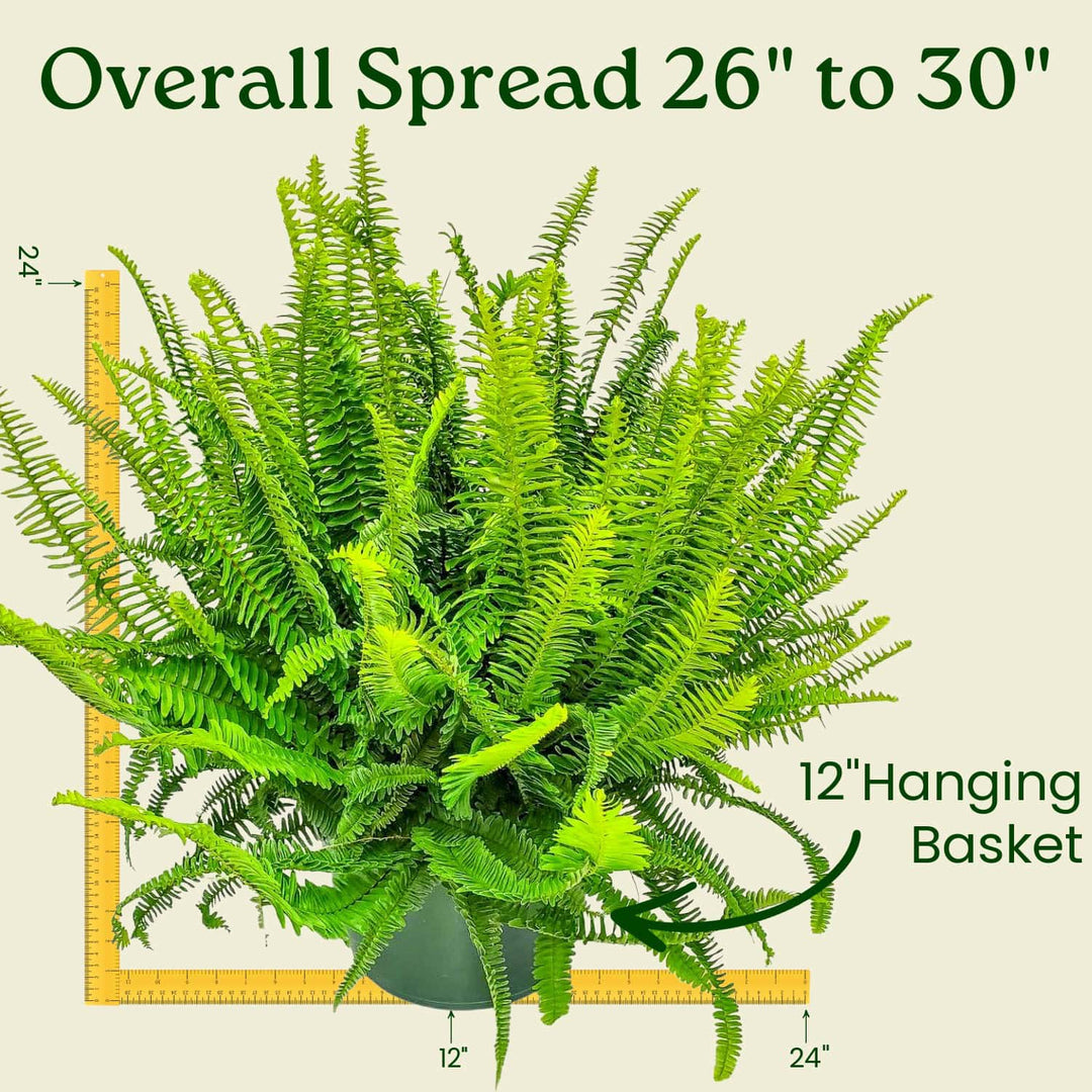 hanging plant height Kimberly Queen Fern Hanging Basket for Sale