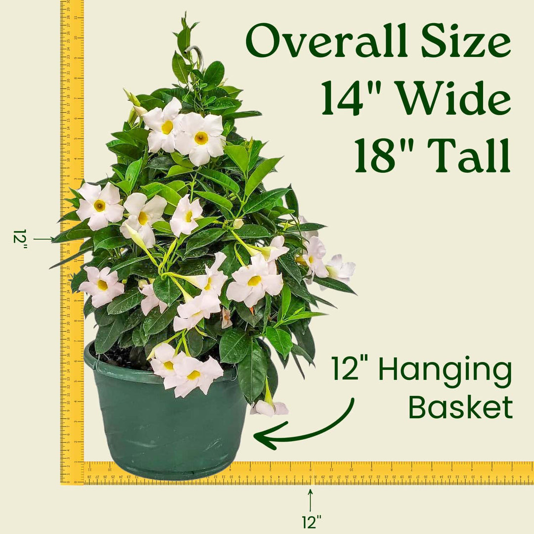 white flowering hanging plants White Dipladenia Hanging Basket