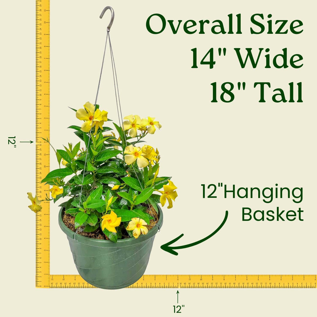yellow trailing plants for hanging baskets Yellow Dipladenia Hanging Basket
