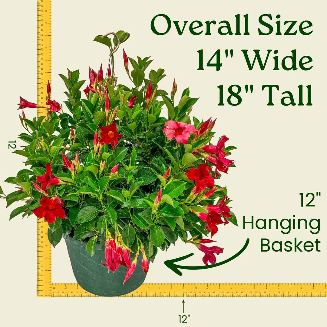 red trailing plants for hanging baskets Red Dipladenia Hanging Basket