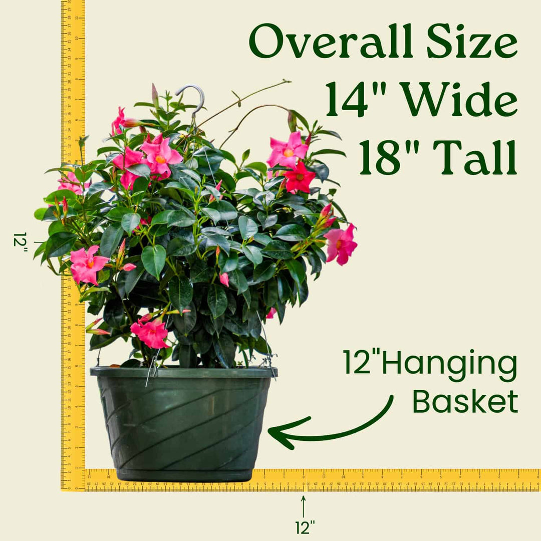 Pink Dipladenia Hanging Basket