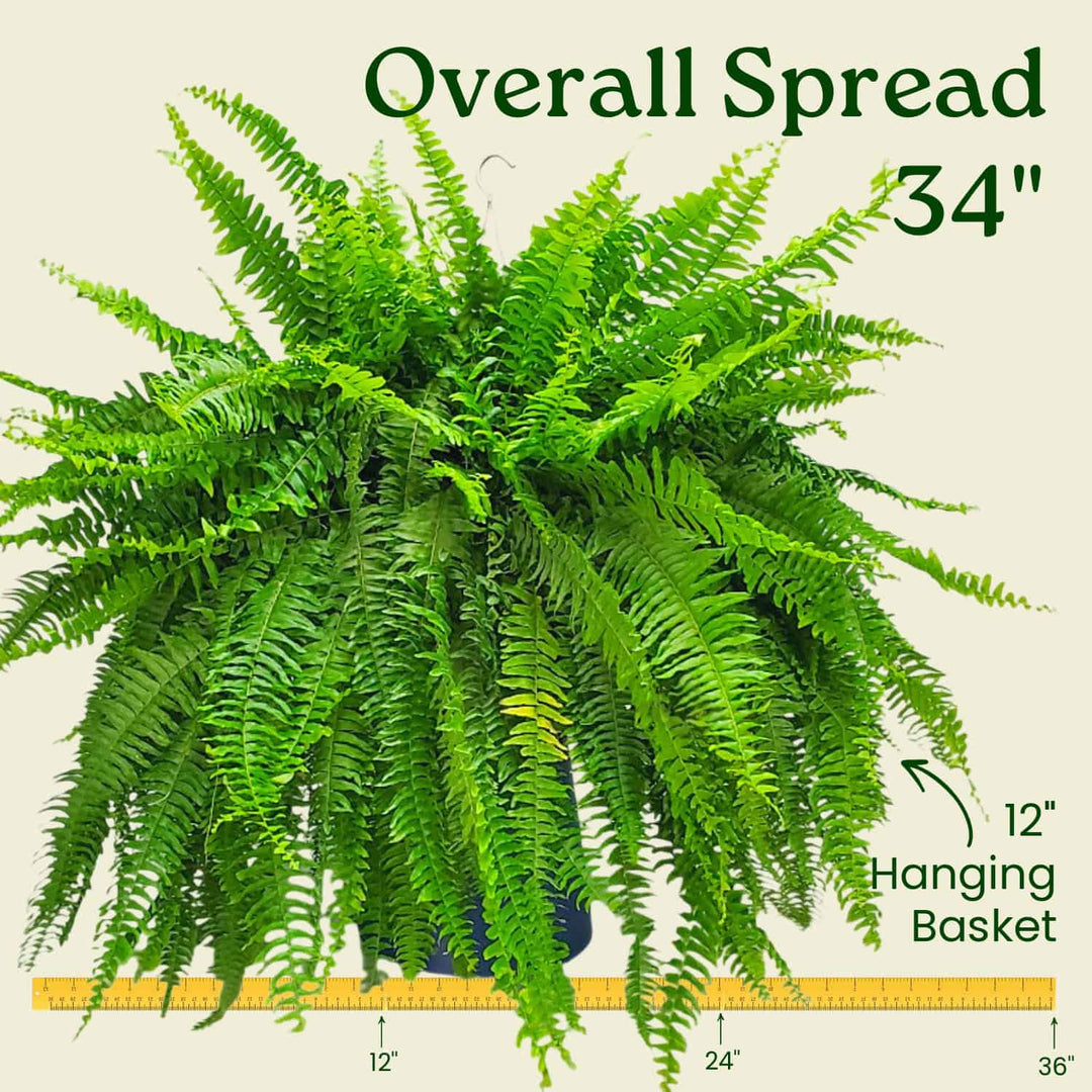 hanging plant fern Hanging Boston 10" Fern