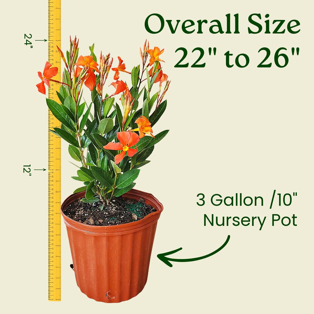 overall size of orange dipladenia bush #size_3-gallon