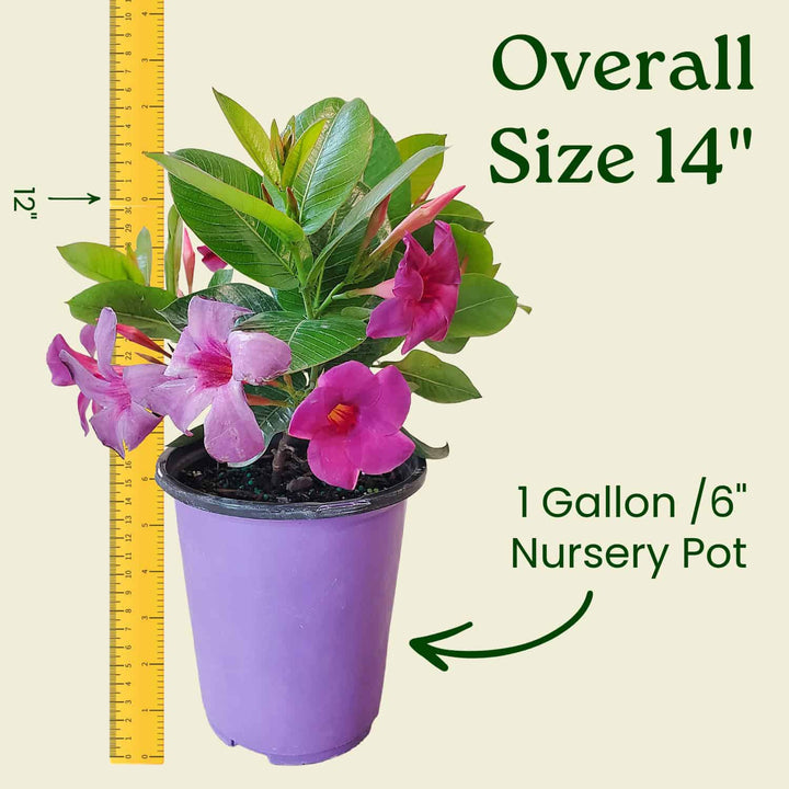 Bluephoria Dipladenia Plant