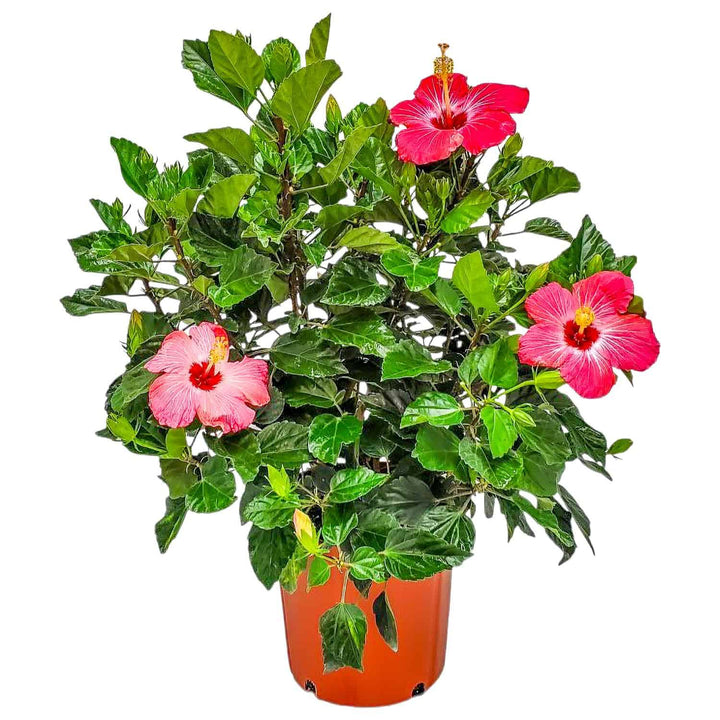 tropical pink hibiscus bush for sale #size_3-gallon