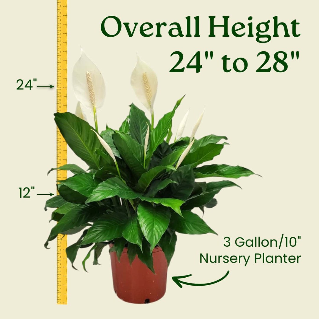 peace lily planter size Peace Lily