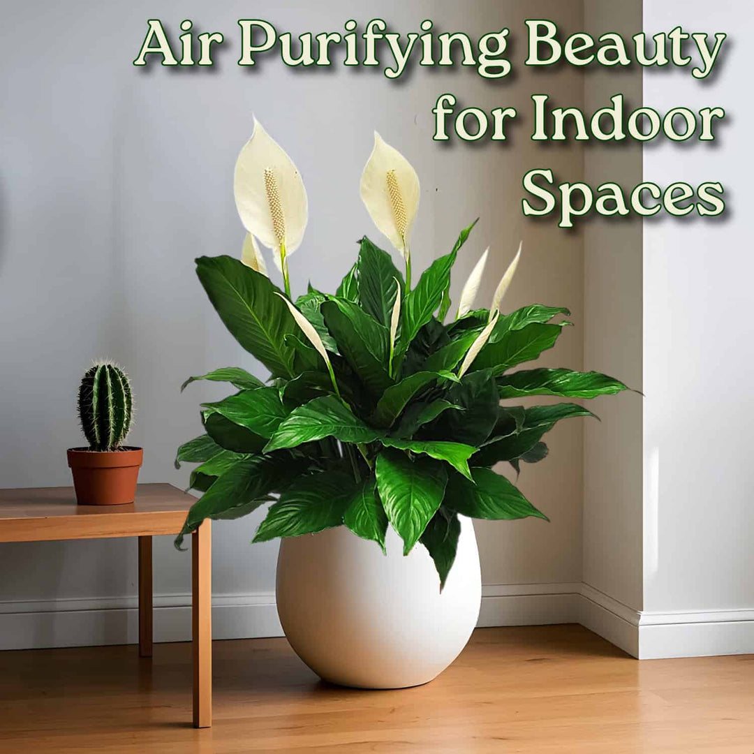 are peace lilies indoor or outdoor plants Peace Lily