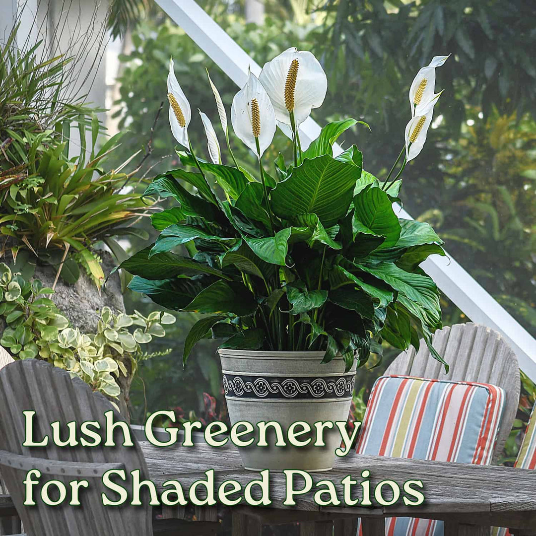 peace lily landscaping Peace Lily for Sale