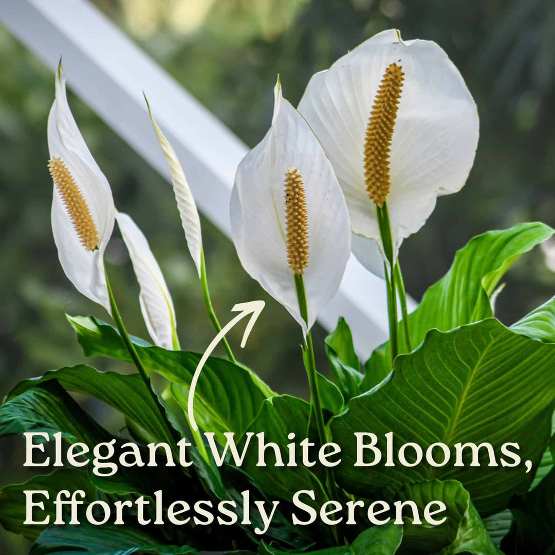 peace lily filter Peace Lily