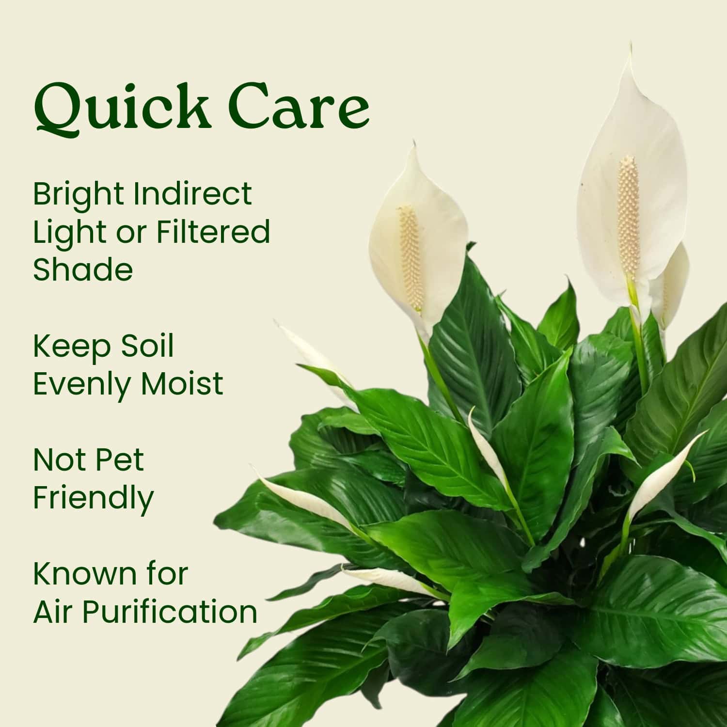 Peace Lily - Thumbnail 5