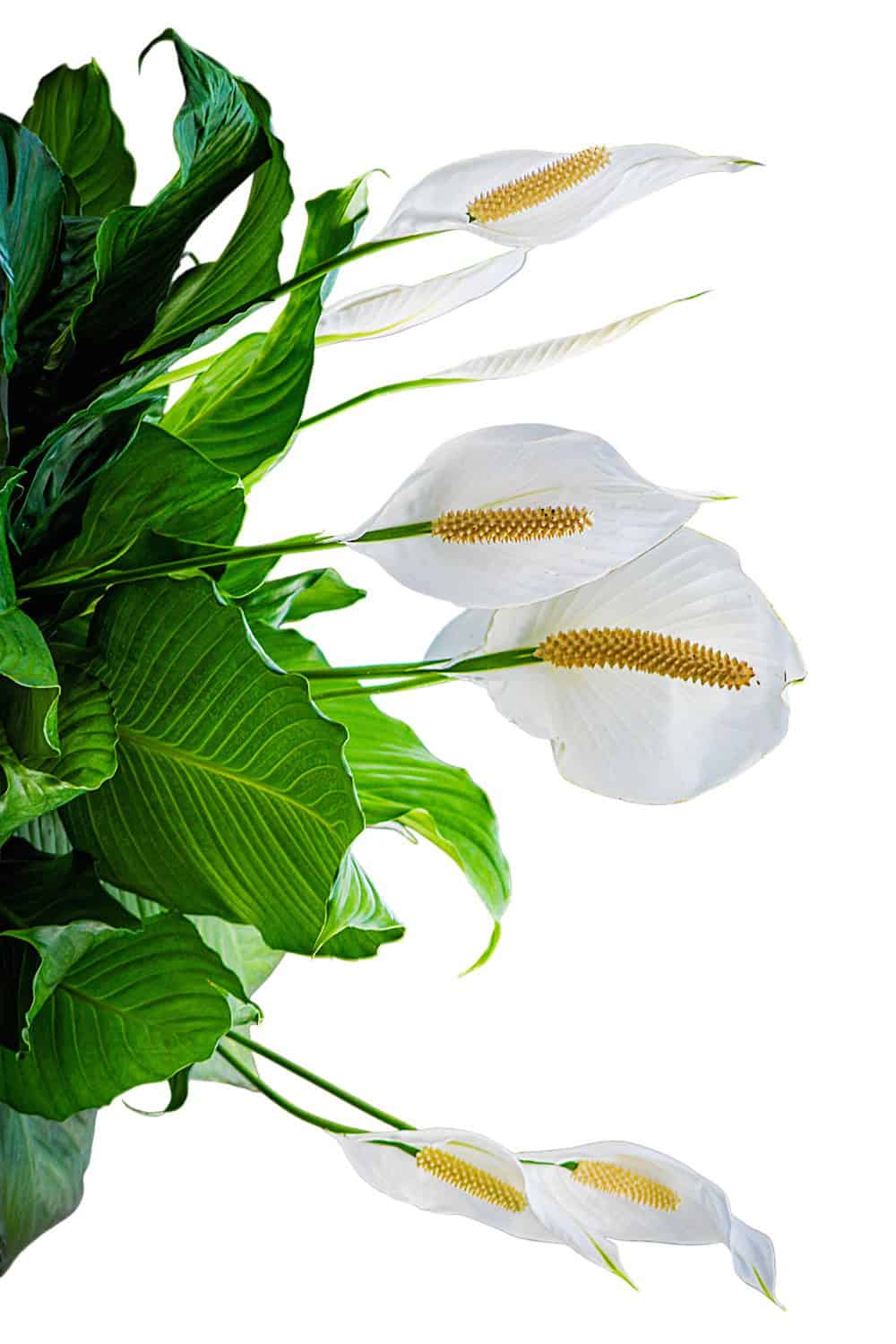 peace lily spathiphyllum spp Peace Lily for Sale