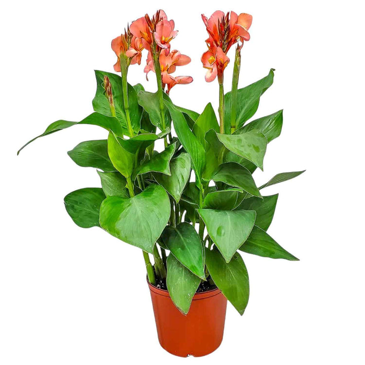 Peach Canna Lily